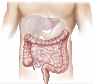 Illustration du système digestif humain avec organes principaux
