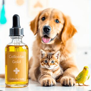 Fiole d’or colloïdal posée devant un chiot, un chaton et un oiseau, symbolisant l’usage possible du colloïde d’or en soutien au bien-être des animaux domestiques – illustration pour un e-book santé animale.