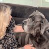 Massage myofascial pour chien formation pratique en ligne avec Sophie Antille