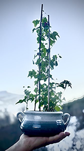 Pot de fleurs en Thérapie Énergétique pour recentrer la conscience dans le bassin