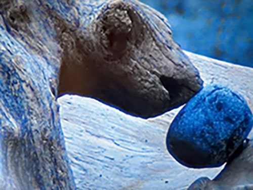 Exercice de l’ours en Thérapie Énergétique pour renforcer la présence et l’ancrage